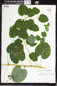 Smilax lasioneura image