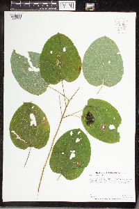 Image Associated With the Occurrence