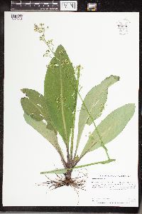 Micranthes pensylvanica image