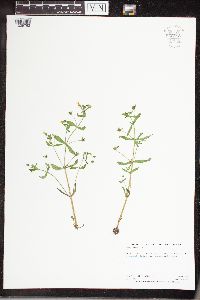 Gratiola neglecta image