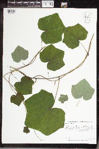 Menispermum canadense image