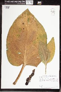 Symplocarpus foetidus image