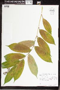 Maianthemum racemosum image