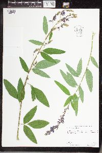 Desmodium canadense image