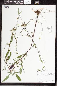 Bidens frondosa image