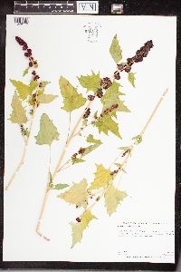 Chenopodium capitatum image