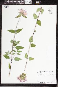 Monarda fistulosa image