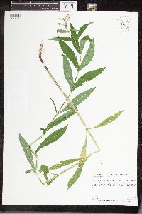 Physostegia virginiana image