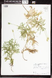 Diphasiastrum complanatum image