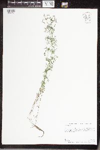 Galium trifidum image