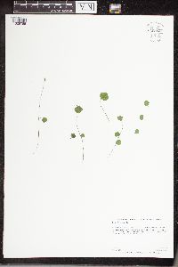 Cardamine pratensis image