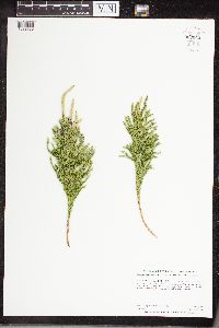 Dendrolycopodium hickeyi image