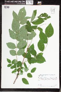 Zanthoxylum americanum image