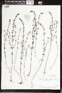 Euphrasia officinalis image