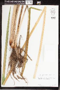 Acorus americanus image