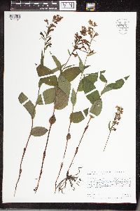 Epipactis helleborine image