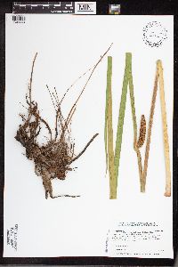 Acorus americanus image