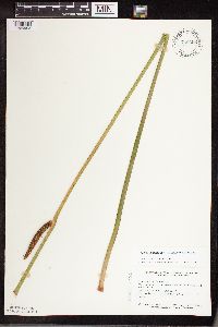 Acorus americanus image