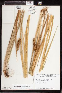 Acorus americanus image
