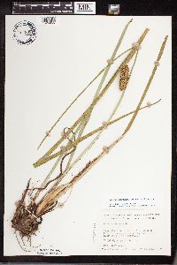 Acorus americanus image