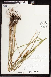 Acorus americanus image