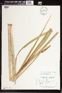 Acorus americanus image