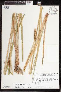 Acorus americanus image