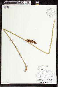 Acorus americanus image