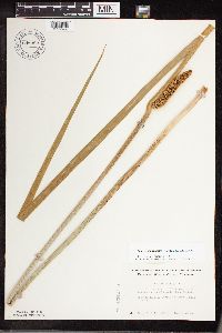Acorus americanus image