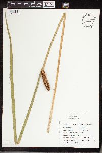 Acorus americanus image