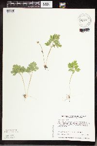 Adoxa moschatellina image