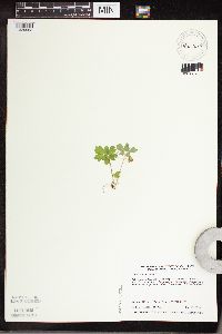 Adoxa moschatellina image