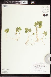 Adoxa moschatellina image