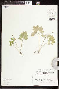 Adoxa moschatellina image