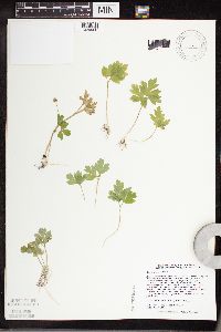 Adoxa moschatellina image