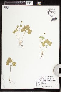 Adoxa moschatellina image