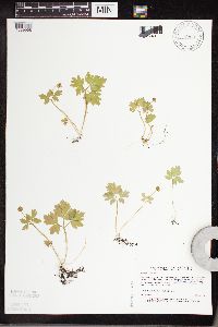 Adoxa moschatellina image