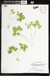 Adoxa moschatellina image