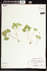 Adoxa moschatellina image