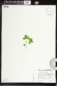 Adoxa moschatellina image