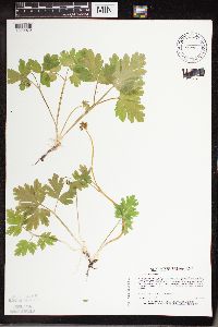 Adoxa moschatellina image