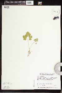 Adoxa moschatellina image