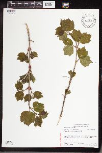 Viburnum edule image