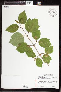 Viburnum edule image