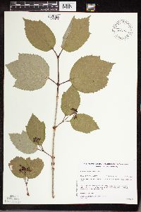 Viburnum edule image