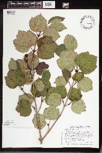 Viburnum edule image