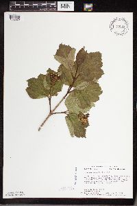 Viburnum edule image