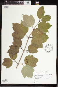 Viburnum edule image