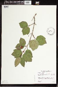 Viburnum edule image