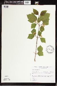 Viburnum edule image